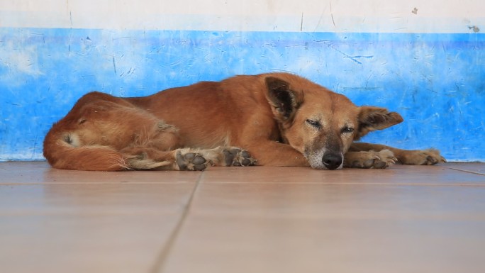 在斯里兰卡首都科伦坡火车站睡觉的小狗