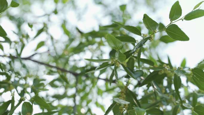 枣树 枣花 枣