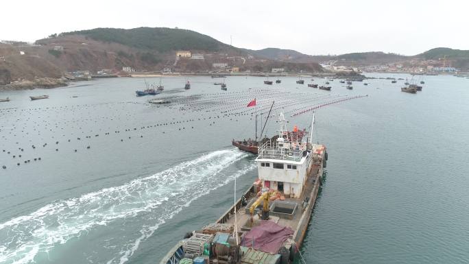 长海县 海参 大连海 海参养殖 大连灰度