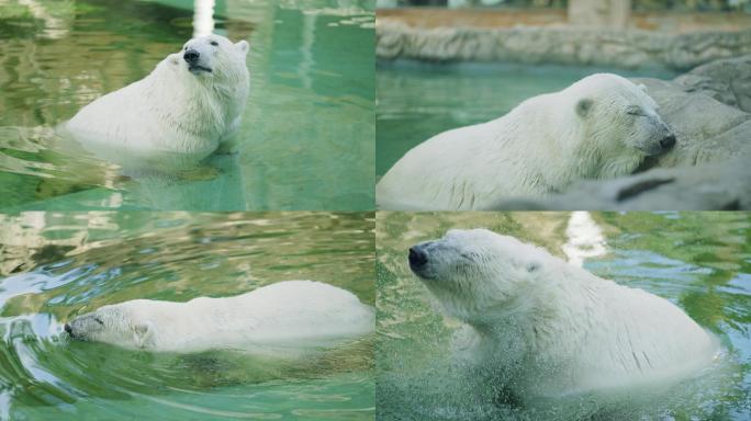 【4K】北极熊在水池里避暑