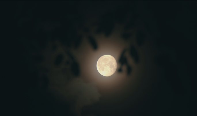 挂在树梢的月亮
