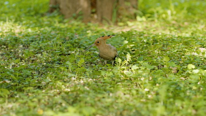 【4K】小鸟戴胜在草地上觅食
