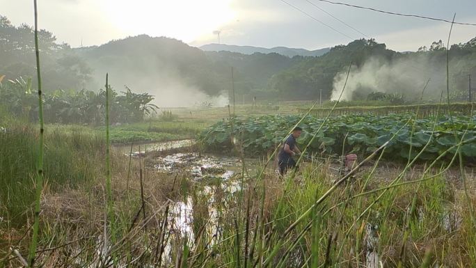 夕阳西下逆光植物光影炊烟袅袅云雾缠绕