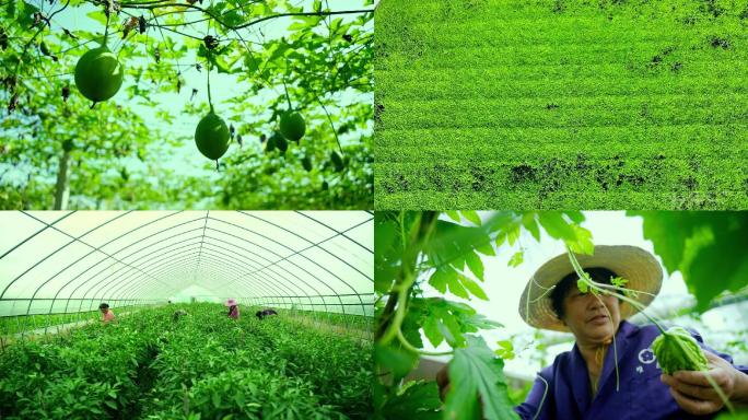 乡村振兴  大棚蔬菜