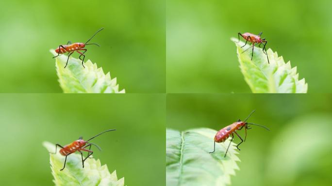 昆虫爬行 甲虫动物 绿色大自然