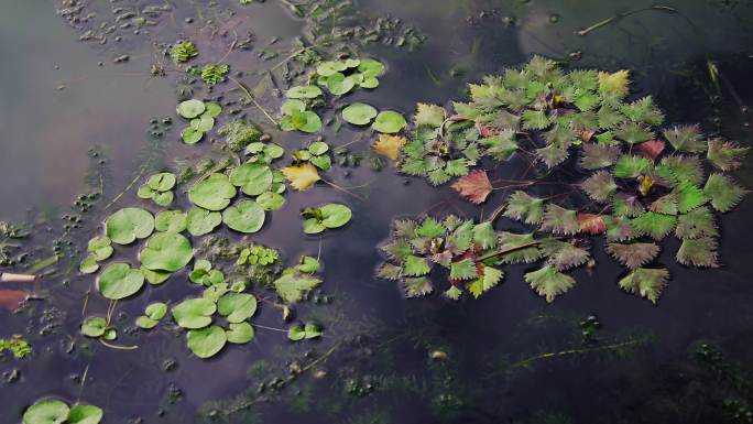 水面上漂浮的落叶