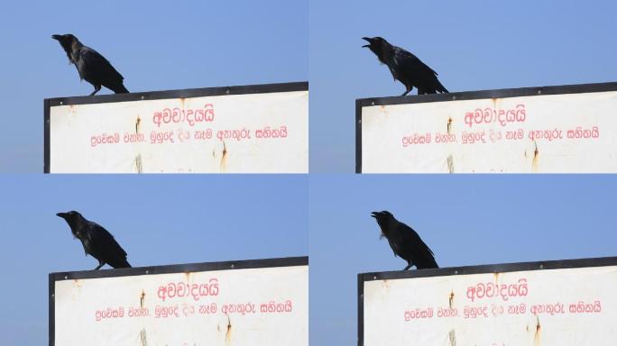 斯里兰卡街头乌鸦站在广告牌上
