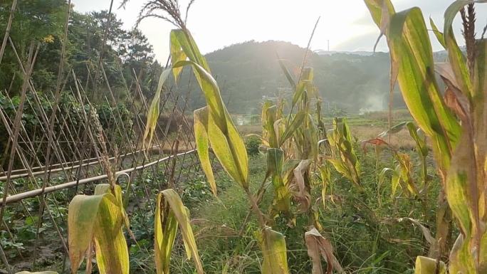 夕阳西下逆光植物光影炊烟袅袅云雾缠绕