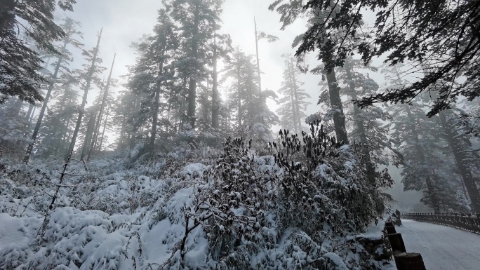 四川洪雅瓦屋山冰雪风光，瓦屋山云海雪景