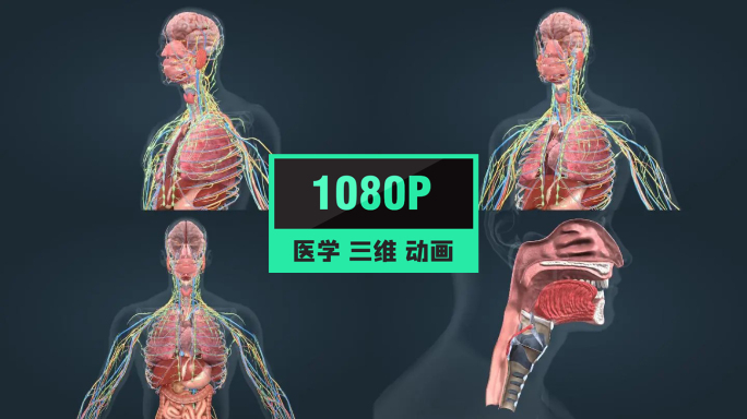 人体解剖大脑口腔咽食道肺部肝脏消化系统