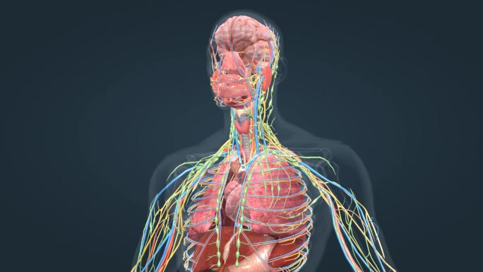 人体解剖大脑口腔咽食道肺部肝脏消化系统