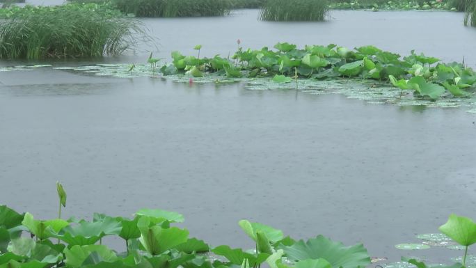 雨天荷塘带雨声影片