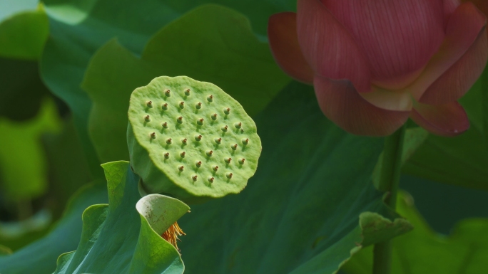 夏日绿色小清新空镜头合集