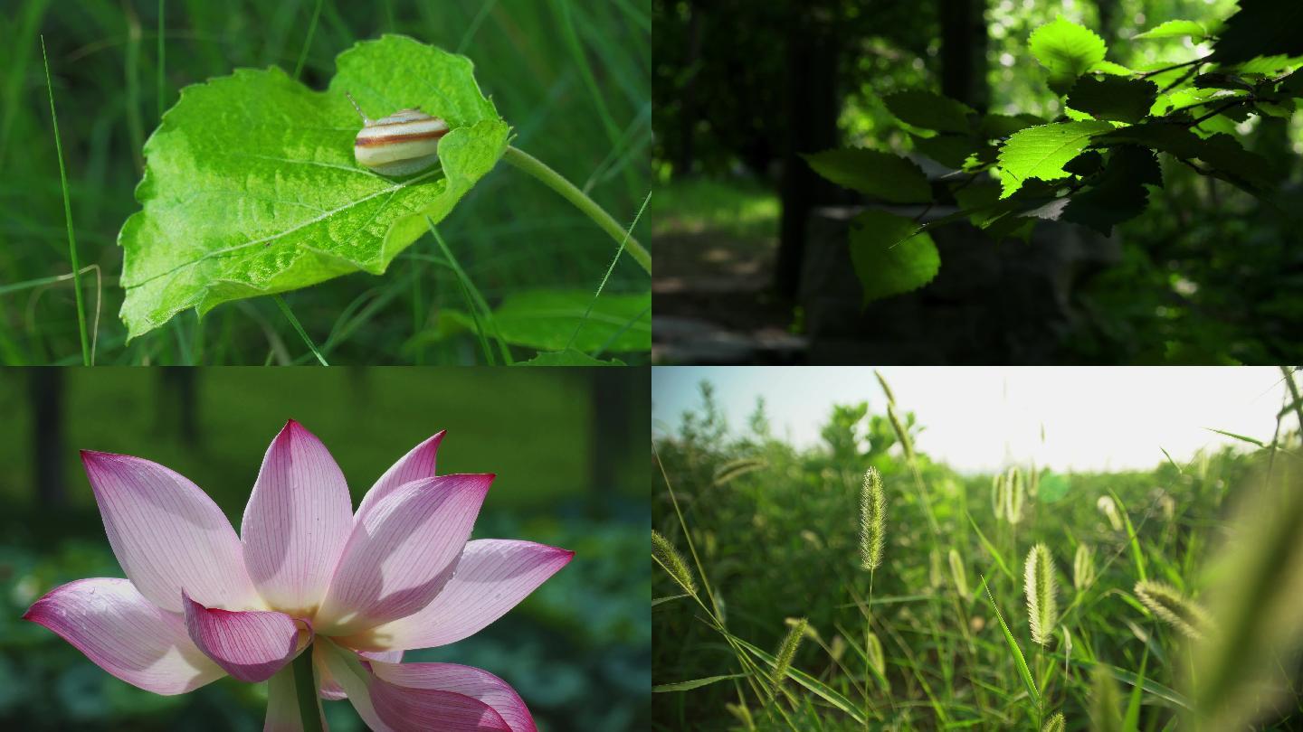 夏日绿色小清新空镜头合集