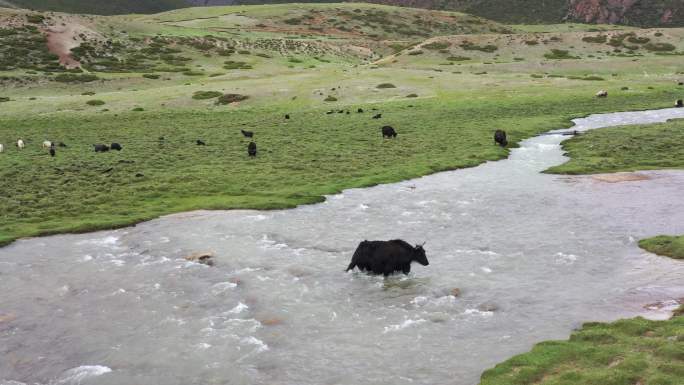 西藏草原牦牛藏牛藏羊4K