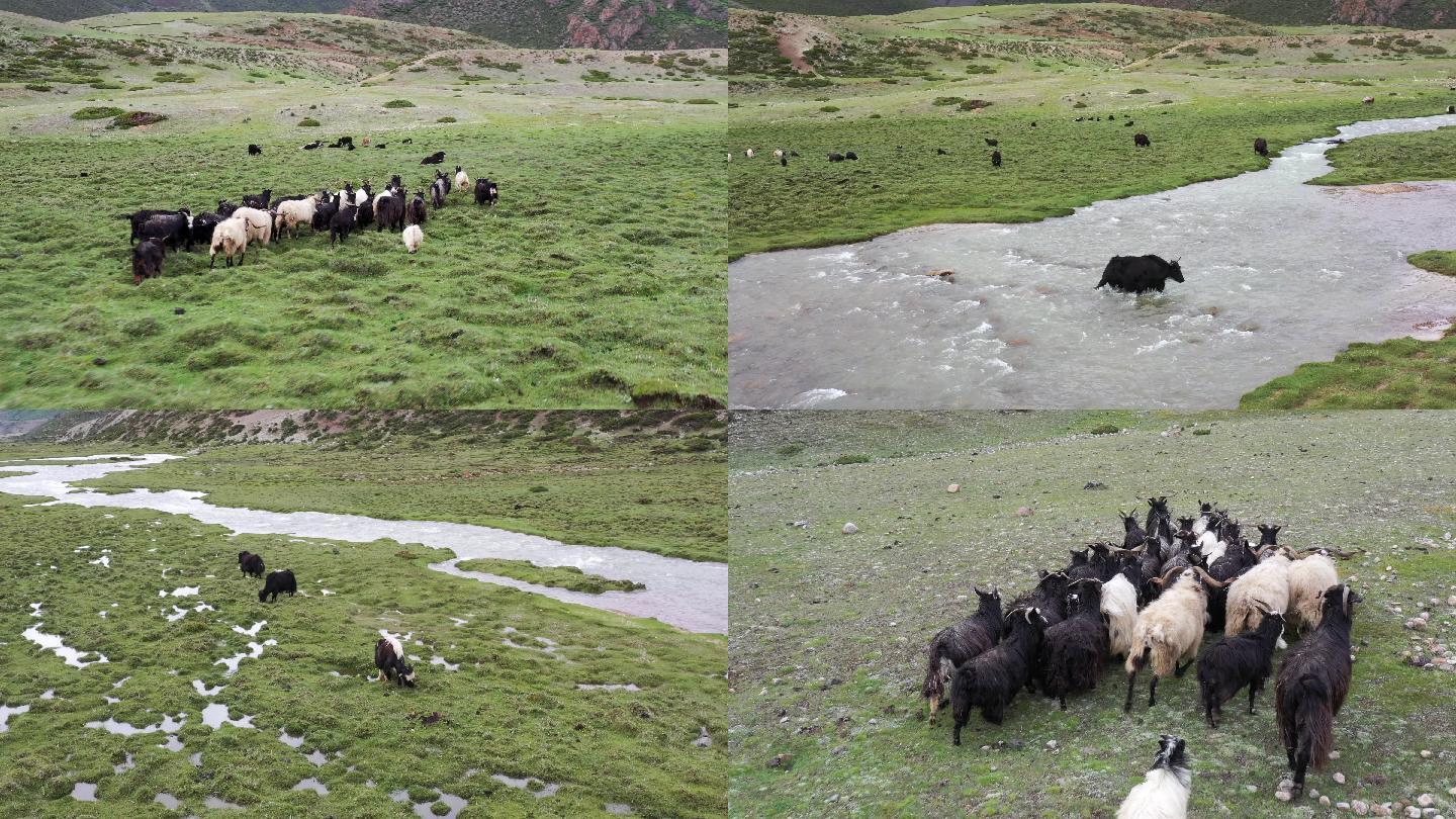 西藏草原牦牛藏牛藏羊4K