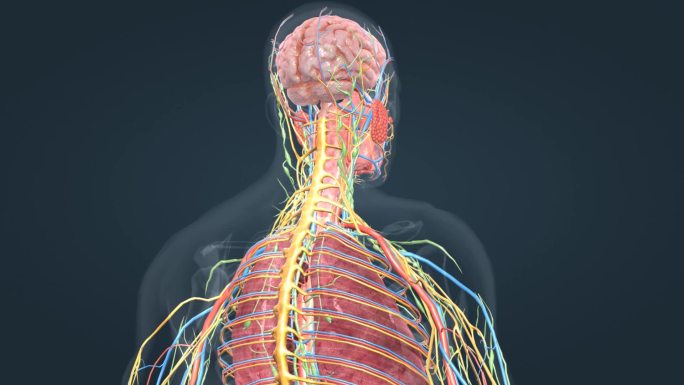 医学人体奥秘解剖器官3D三维动画