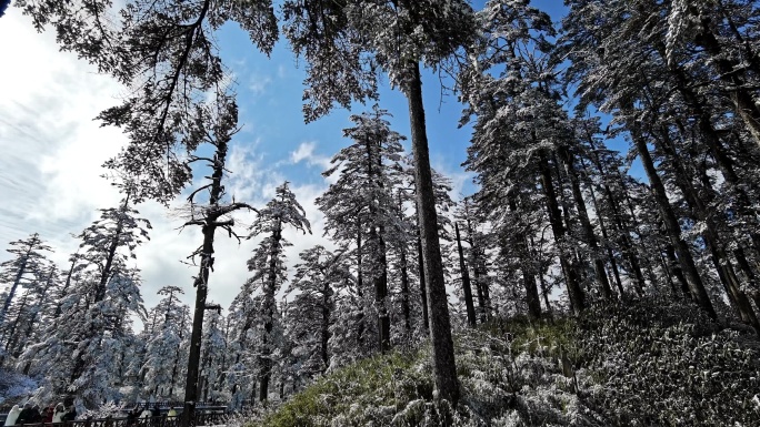 四川洪雅瓦屋山冰雪风光，瓦屋山云海雪景