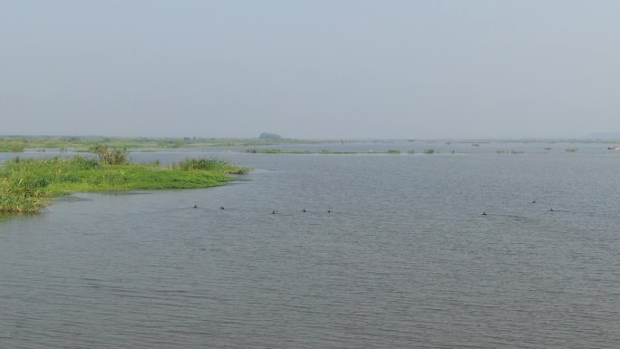 湖面野鸭滑水