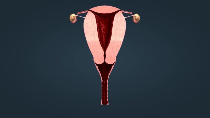 三维女性生殖器官卵巢子宫排卵月经