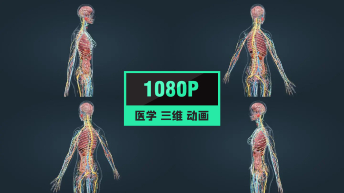 医学人体解剖器官全息特效人体奥秘三维动画