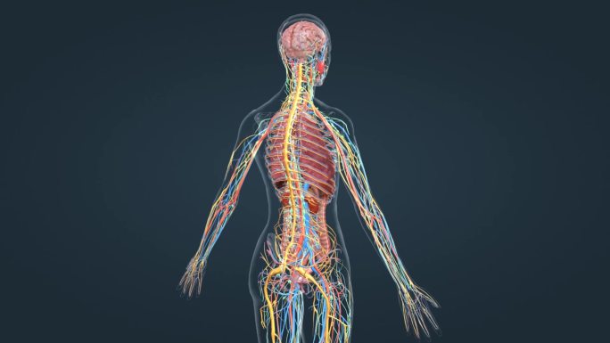 医学人体解剖器官全息特效人体奥秘三维动画