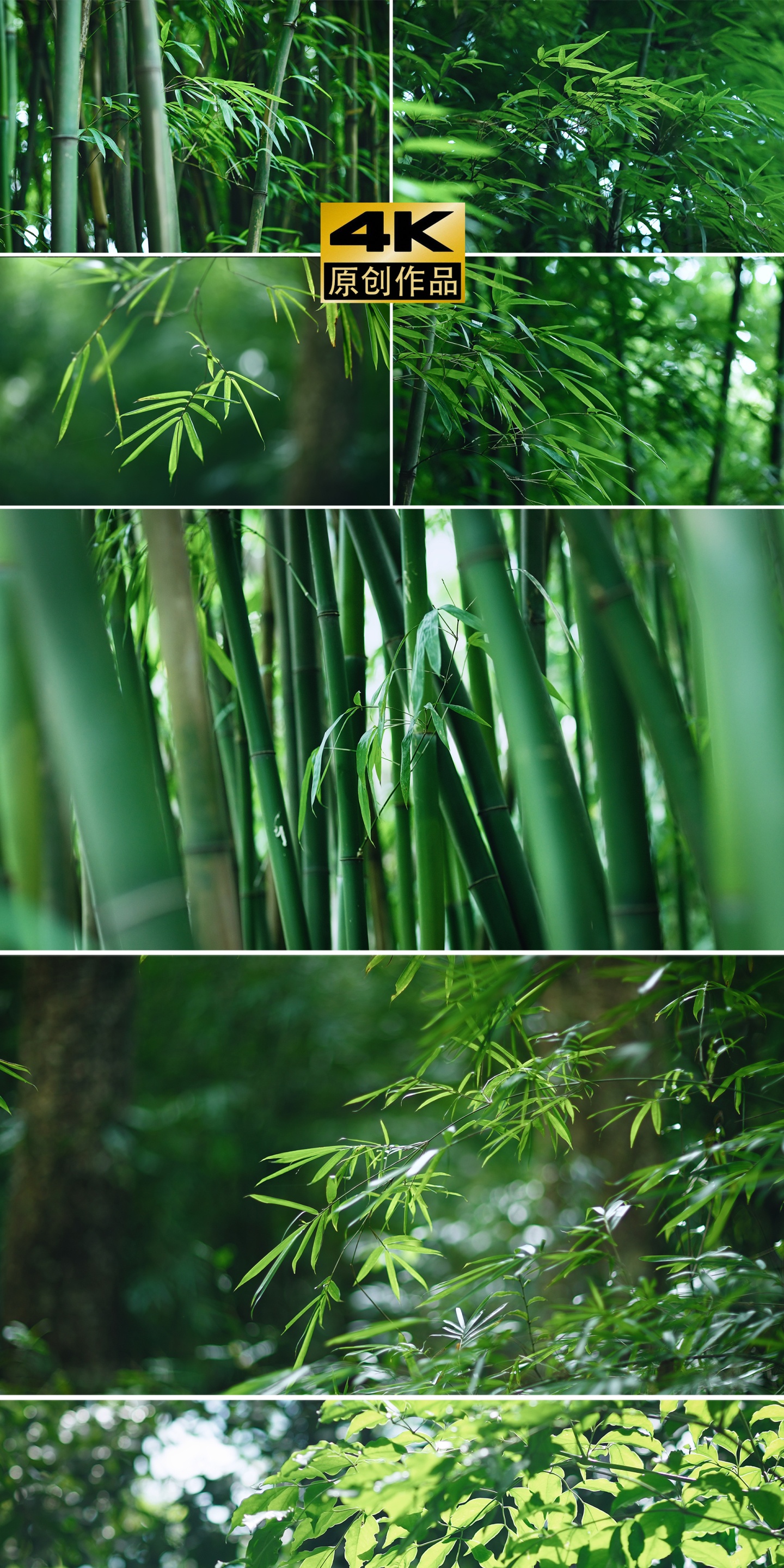 竹林阳光绿植空镜静谧竹林意境美竹子镜头组