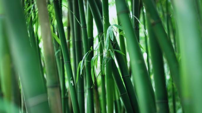 竹林阳光绿植空镜静谧竹林意境美竹子镜头组
