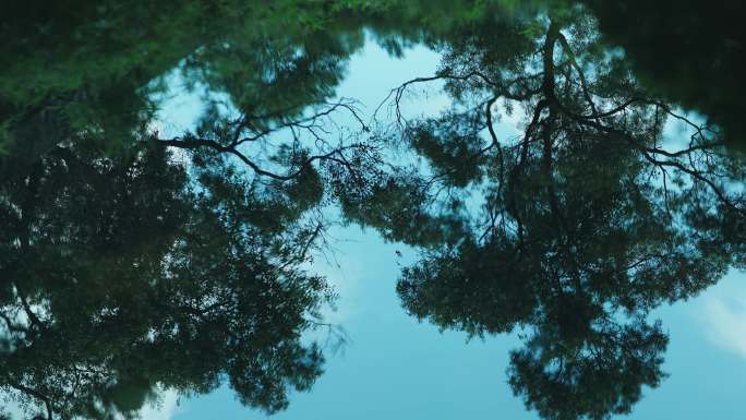 水倒影水波纹涟漪湖面树叶水中倒影意境空镜
