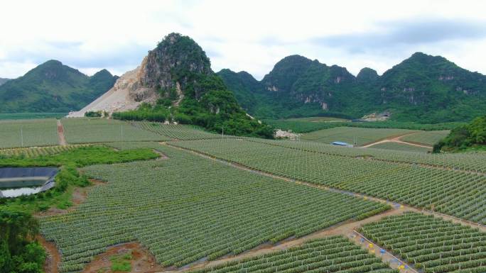 航拍现代农业 火龙果种植基地