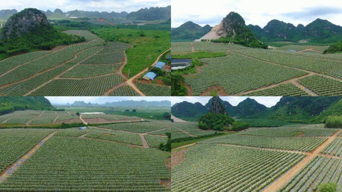 航拍现代农业 火龙果种植基地