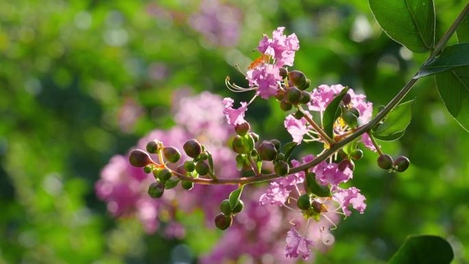 阳光光芒透过鲜花 蜜蜂在花上采蜜