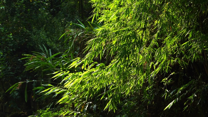 竹叶 阳光 逆光 晴天 文艺