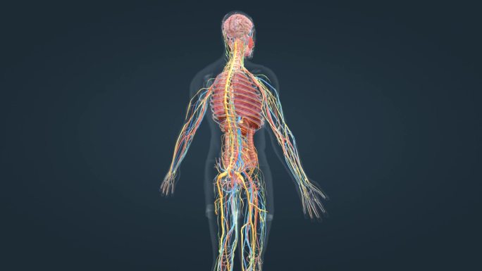 三维人体解剖重要器官医学医疗动画素材