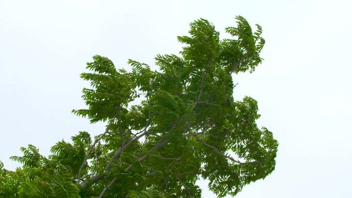 海风 树