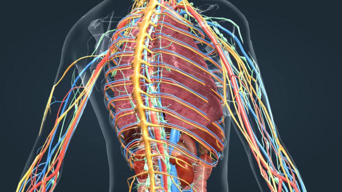医学人体奥秘女性肺脏肾脏胃消化系统动画