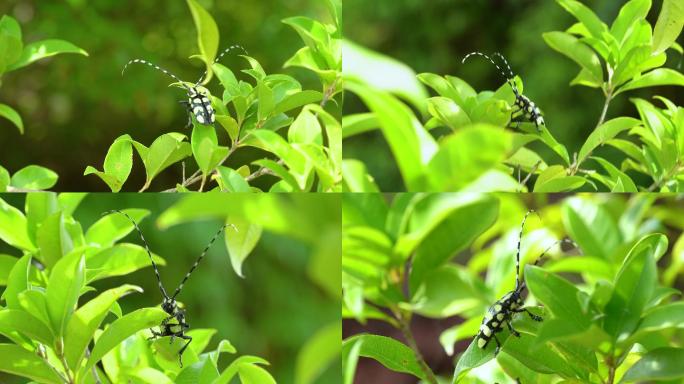 4k昆虫天牛科普素材