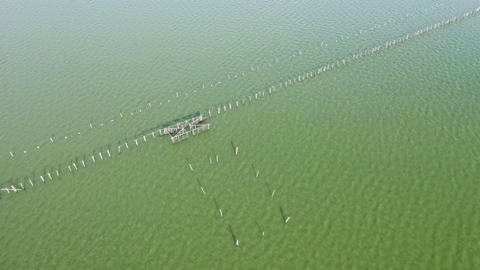 养鱼场围网与人工养殖河蚌珍珠