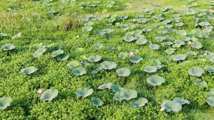 洪泽湖荷花荡