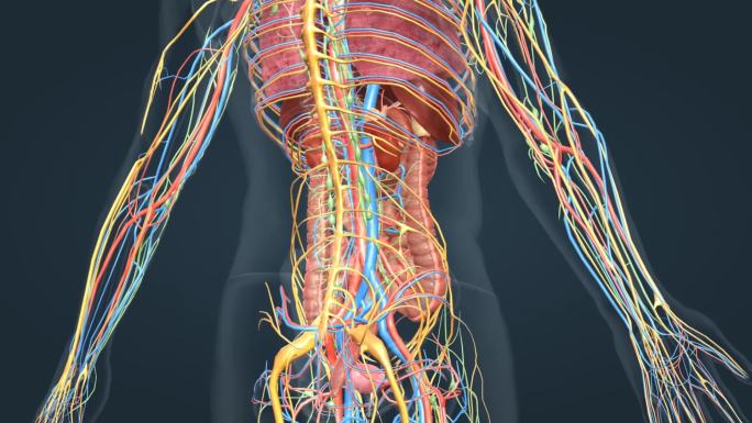 消化系统人体解剖肠道肝脏神经血液三维动画