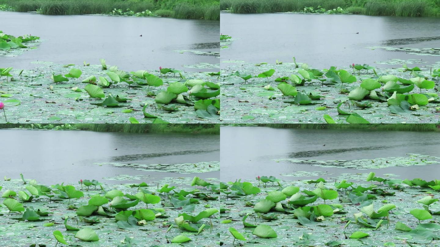 雨中荷塘带雨声音频