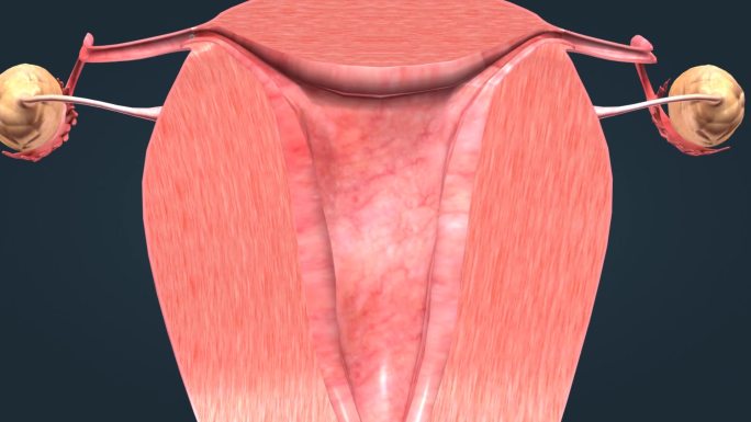 人体解剖女性生殖器官子宫卵巢排卵期月经期