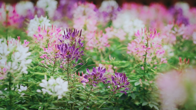 立春春天花特写鲜花盛开浪漫花开旅游公园