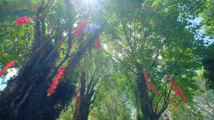 夏天阳光穿过树枝 菩提树