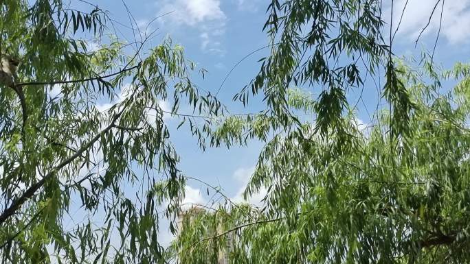 杨柳树柳枝柳条唯美阳光明媚的逆光植物树