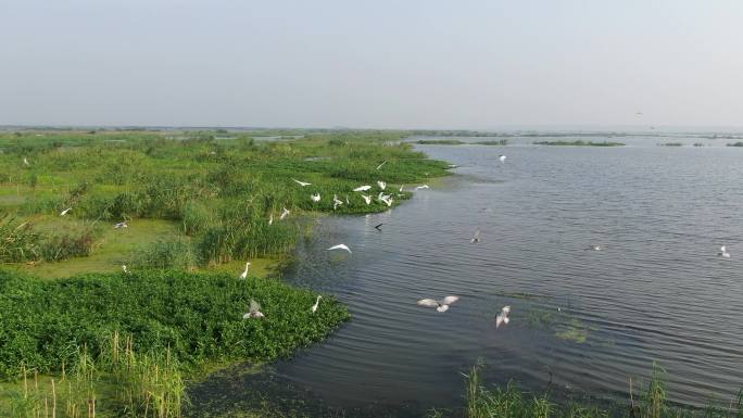 洪泽湖湿地飞鸟