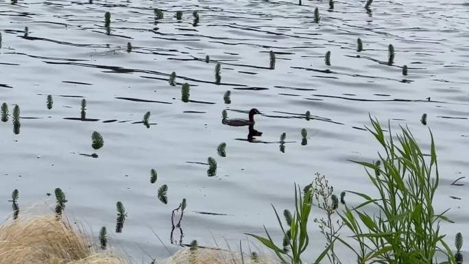 水鸭水禽环境保护生态保护扎猛子的水鸭子