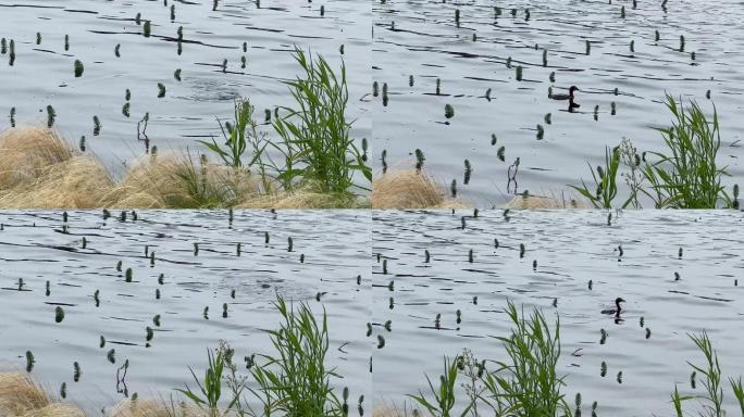 水鸭水禽环境保护生态保护扎猛子的水鸭子