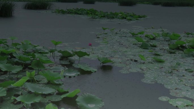 荷塘夜雨带雨声音频