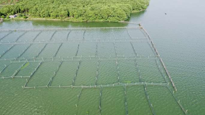 养鱼场围网与人工养殖河蚌珍珠